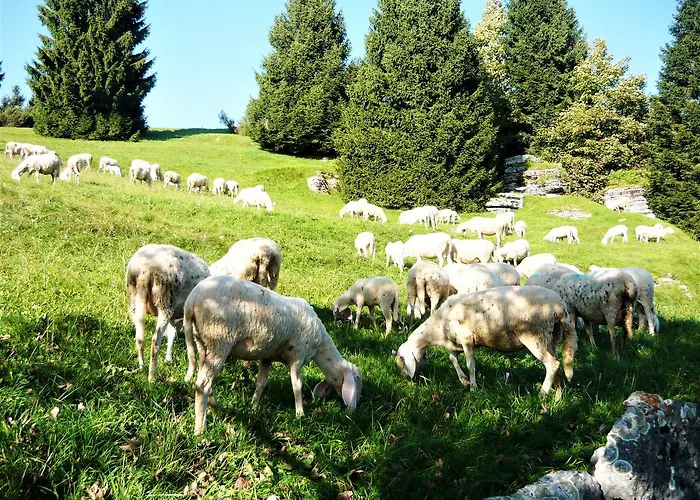 Belvedere 3* Роана